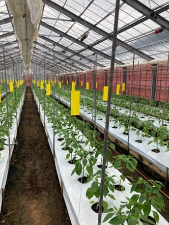 パプリカハウス